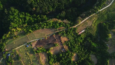 Forward Tracking Shot drone following road through rice paddies, fruit 스톡 동영상 334129074