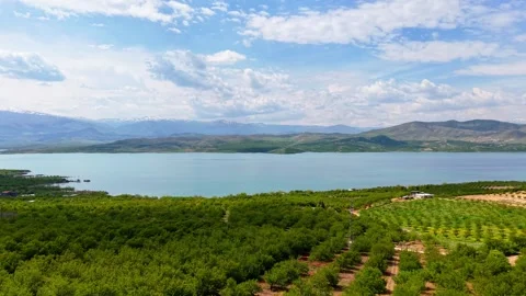 Forward Tracking Shot Over Apricot Orchards Toward Blue River and Sky, 4K 60fps Stock Footage 336865203