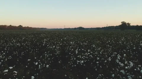 Forward tracking shot over cotton field Stock Footage 131341407
