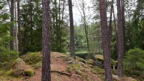 Forward Tracking Shot Passes Pine Trunks Toward a Forest Pond in Sweden Stock Footage 347676696