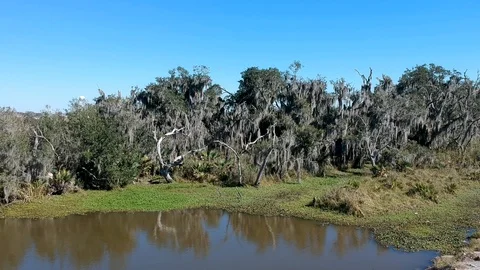 Forward tracking shot of swamp marshland Stock Footage 101655992