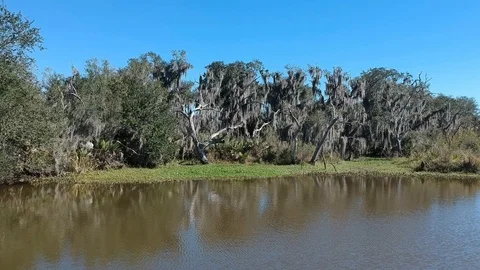 Forward tracking shot of a swamp marshland with Spanish moss Stock Footage 101661356