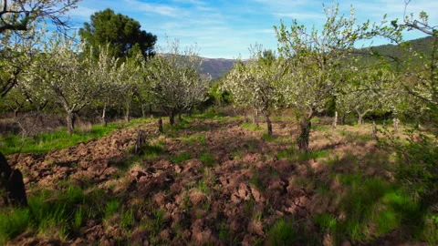 Forward tracking shot through blooming cherry trees in spring. Stock Footage 337116266