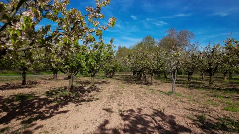 Forward tracking shot through blooming apple orchard in spring Stock Footage 337116796