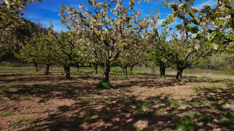 Forward tracking shot through blooming apple orchard in spring Stock Footage 337117065