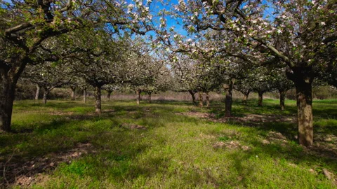 Forward tracking shot through blooming apple orchard in spring Stock Footage 337117854
