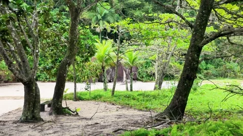 Forward Tracking Shot Through Coastal Trees Towards Tropical Beach 스톡 동영상 347222212