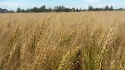 Forward Tracking Shot Through Golden Barley Field Manitoba Video stock 346807202