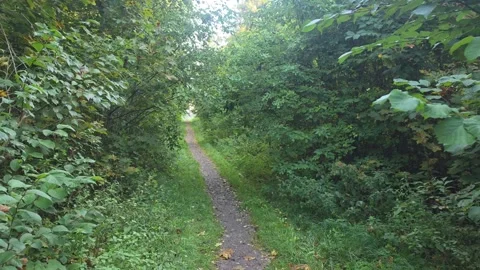 Forward tracking view along a forest walking trail in Sweden Stock Footage 347216607
