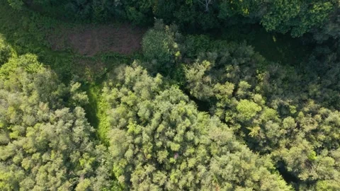 Forward treetop level flight looking down on beautiful deciduous forest in 库存影片 345225450