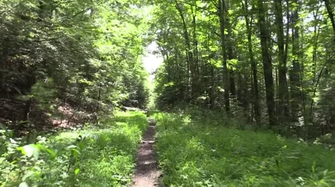 Forward view hiking on trail Red River gorge Kentucky Stock Footage 52635761