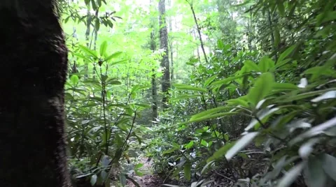 Forward view hiking on trail Red River gorge Kentucky Stock Footage 52636019