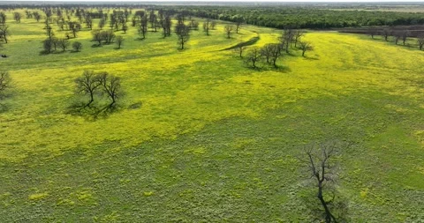 Forward viewing yellow flowers green pasture with early spring bare trees. Video stock 335669467