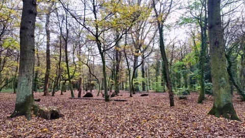 Forward Walk Through Autumn Forest in Bois de Vincennes Paris Stock Footage 323907899