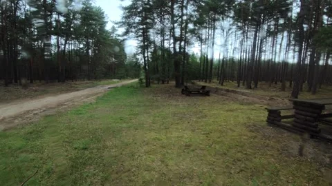 Forward Walk Through Pine Forest Clearing on a Rainy Overcast Day Vídeo Stock 346809885