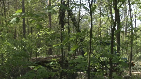 A forwarder collecting tree trunks after felling in a green forest 動画素材 38934109