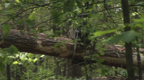 A forwarder collecting tree trunks after felling in a thick forest 動画素材 38936406