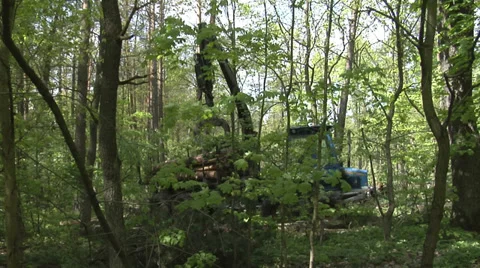 A forwarder collecting tree trunks after felling in a green forest 2 動画素材 38965038