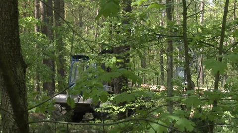 A forwarder collecting tree trunks after felling in a green forest 3 Stock Footage 38969939