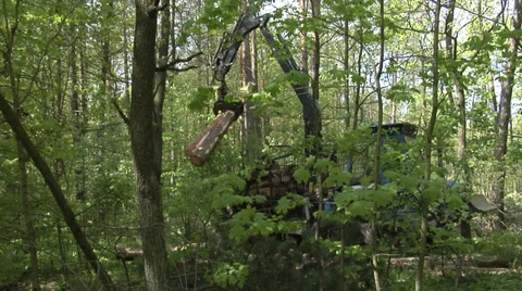 A forwarder collecting tree trunks after felling in a green forest 4 Vídeos de archivo 38975616