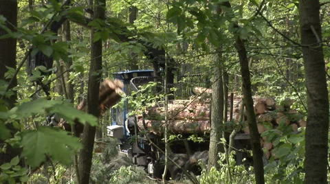 A forwarder collecting tree trunks after felling in a green forest 5 Stock Footage 38979215