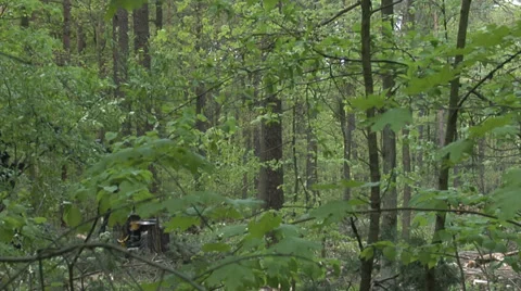 A forwarder collecting tree trunks after felling in a thick forest 2 Vídeos de archivo 39014786