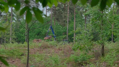 A forwarder Stock Footage 320119578