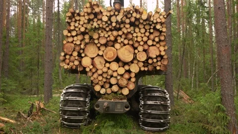 A forwarder loader loads and transports felled logs in a forest. Deforestation Video stock 281865008