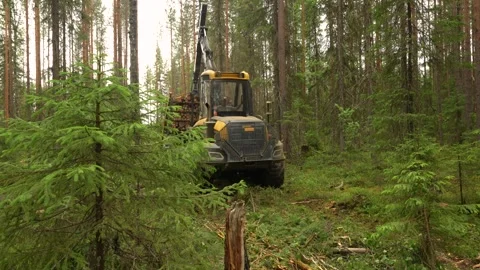 A forwarder loader loads and transports felled logs in a forest. Deforestation Video stock 283196899