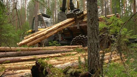 A forwarder loader loads and transports felled logs in a forest. Deforestation Stockbeeldmateriaal 283197403