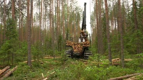 A forwarder loader loads and transports felled logs in a forest. Logging Stockbeeldmateriaal 283197435