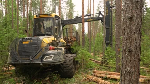A forwarder loader loads and transports felled logs in a forest. Deforestation Video stock 283197657