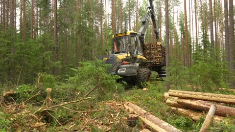 A forwarder loader loads and transports felled logs in a forest. Deforestation Video stock 283198755