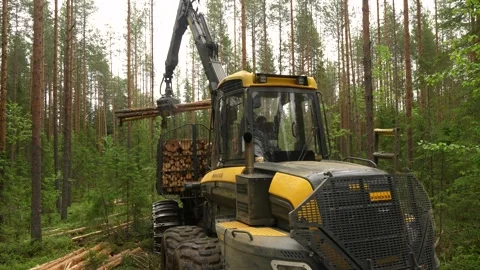 A forwarder loader loads and transports felled logs in a forest. Deforestation Video stock 283198788