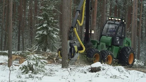 Forwarder working in the forest, processing wood Video stock 70415570