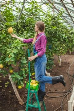 The forwardness of the harvest this year. Stock Photos