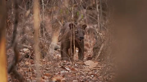 Fossa - Cryptoprocta ferox long-tailed m... | Stock Video | Pond5