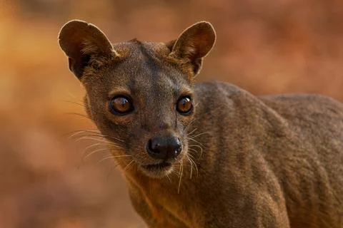 Fossa - Cryptoprocta ferox long-tailed mammal endemic to Madagascar, family E Stock Photos