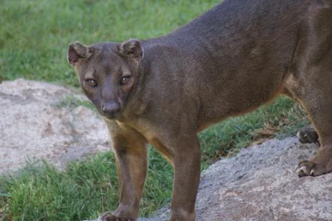 Fossa - Cryptoprocta ferox Stock Photos