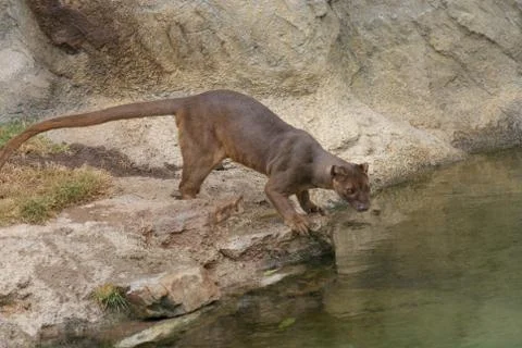 Fossa - Cryptoprocta ferox Stock Photos