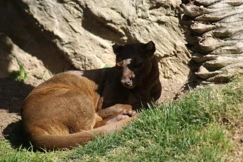 Fossa - Cryptoprocta ferox Stock Photos