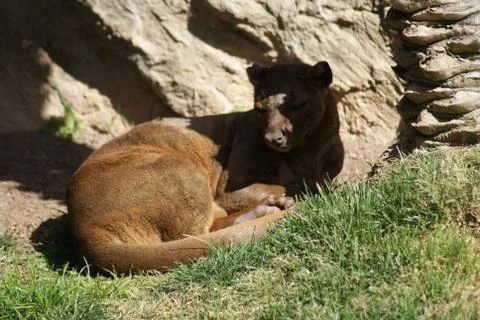 Fossa - Cryptoprocta ferox Stock Photos