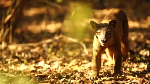 The Fossa 스톡 동영상 58658600