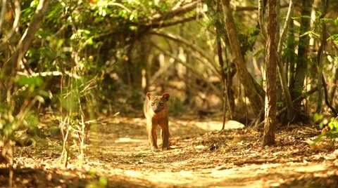 The Fossa hunting 스톡 동영상 58657351