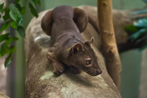 Fossa portrait Fotos Stock