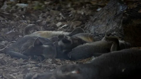 Fossa Pups (Cryptoprocta Ferox) Sleeping Together in a Cozy Pile Stock Footage 320957436
