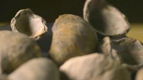 Fossil, Ammonite close up panning shot Stock Footage 300611574