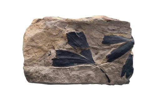 Fossil Ammonite isolate background with clipping path Stock Photos