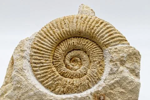 Fossil of Ammonite isolated on white background. Close-up Foto stock