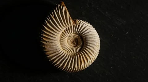 Fossil Ammonite, rotating, 4K, UHD Stock Footage
